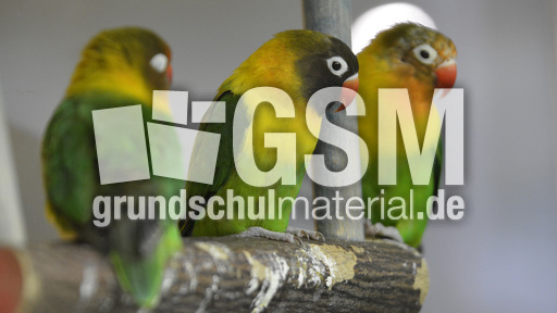 Unzertrennliche (6).jpg